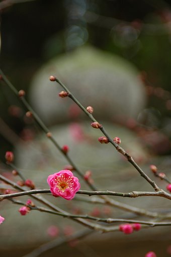 蕾ほころぶ