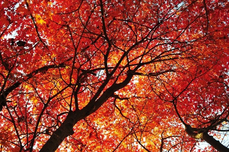 透過光の紅葉