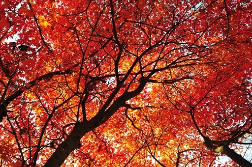 透過光の紅葉