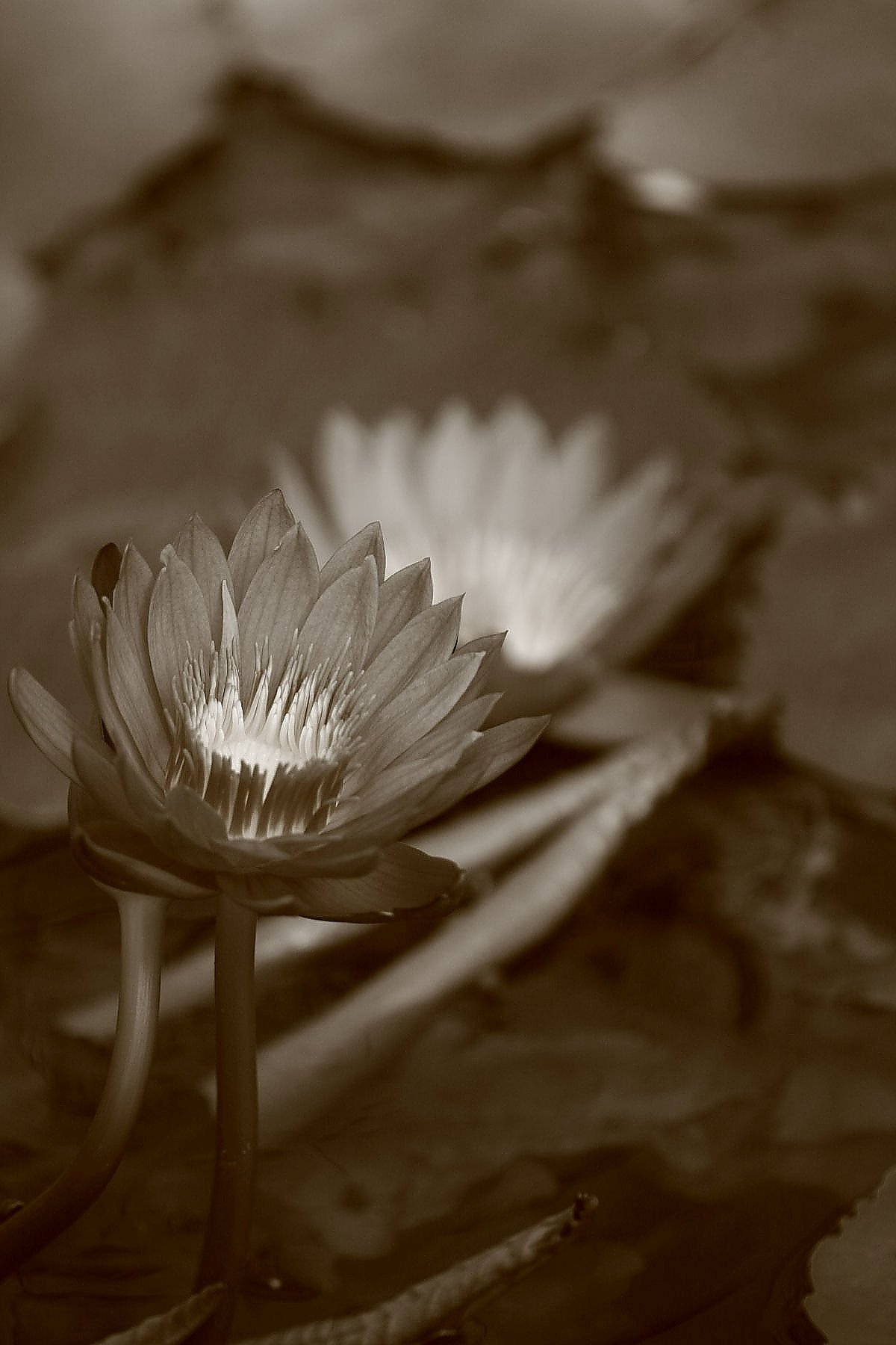 睡蓮花