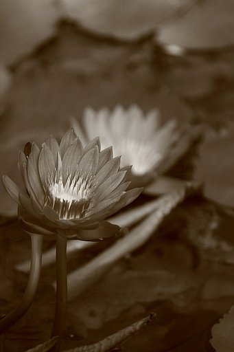 睡蓮花