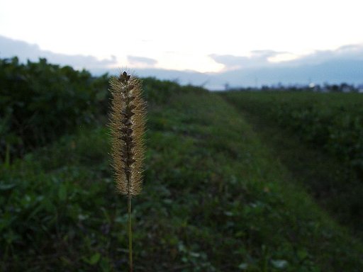 田舎の夕暮れ