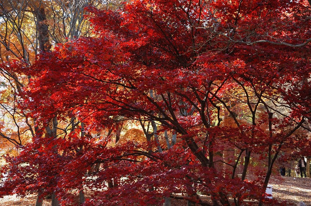 紅葉