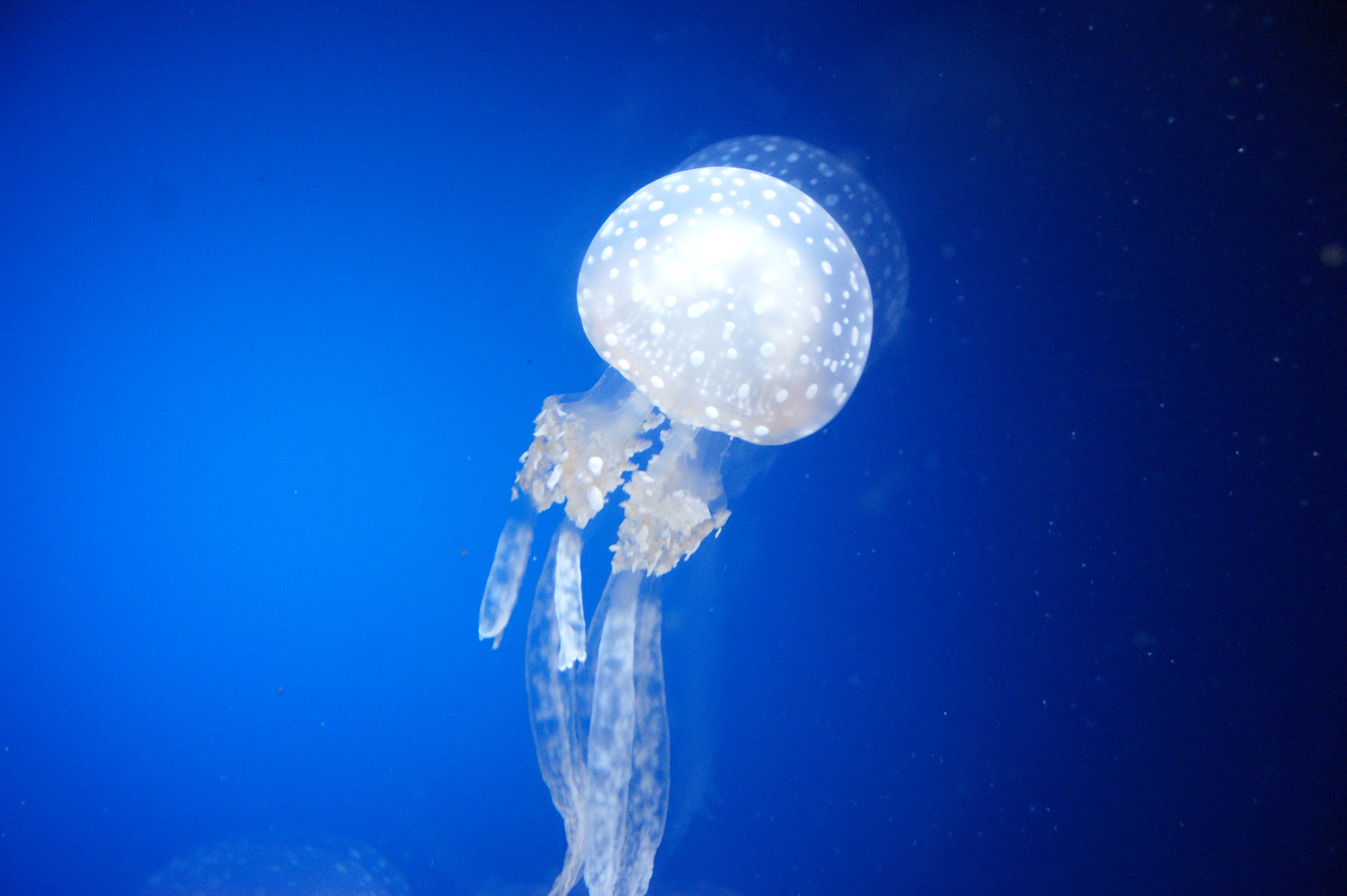【２００８】朧海月