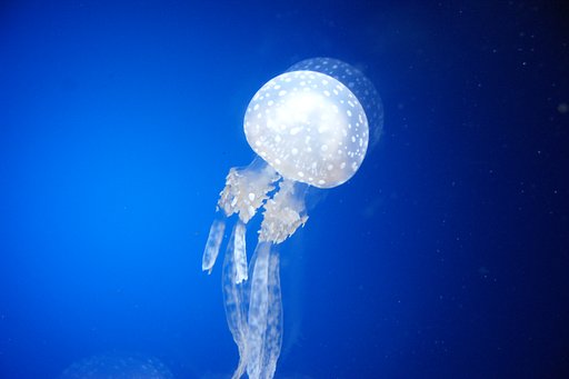 【２００８】朧海月
