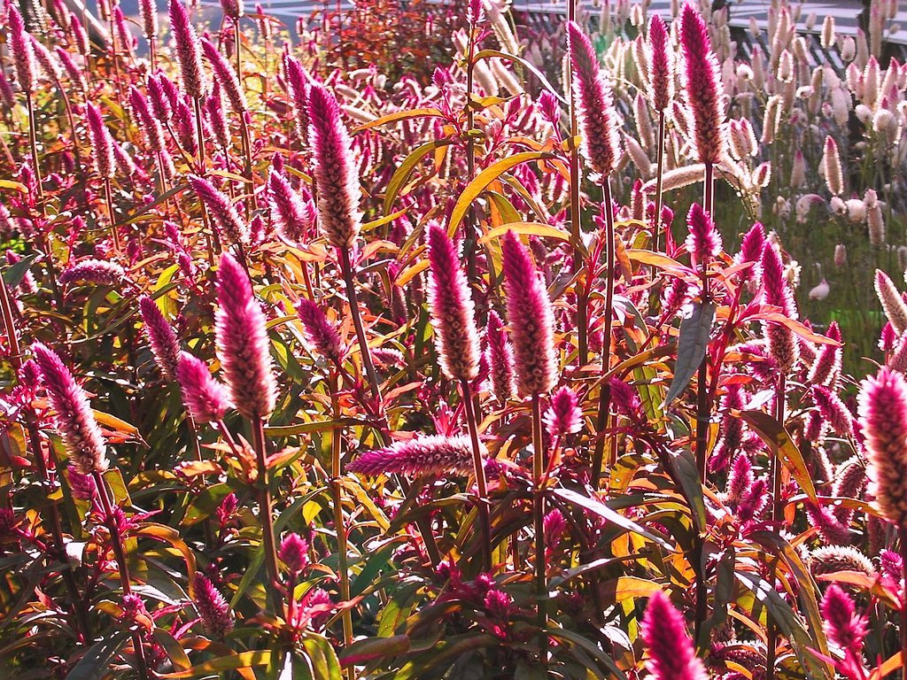 何の花？