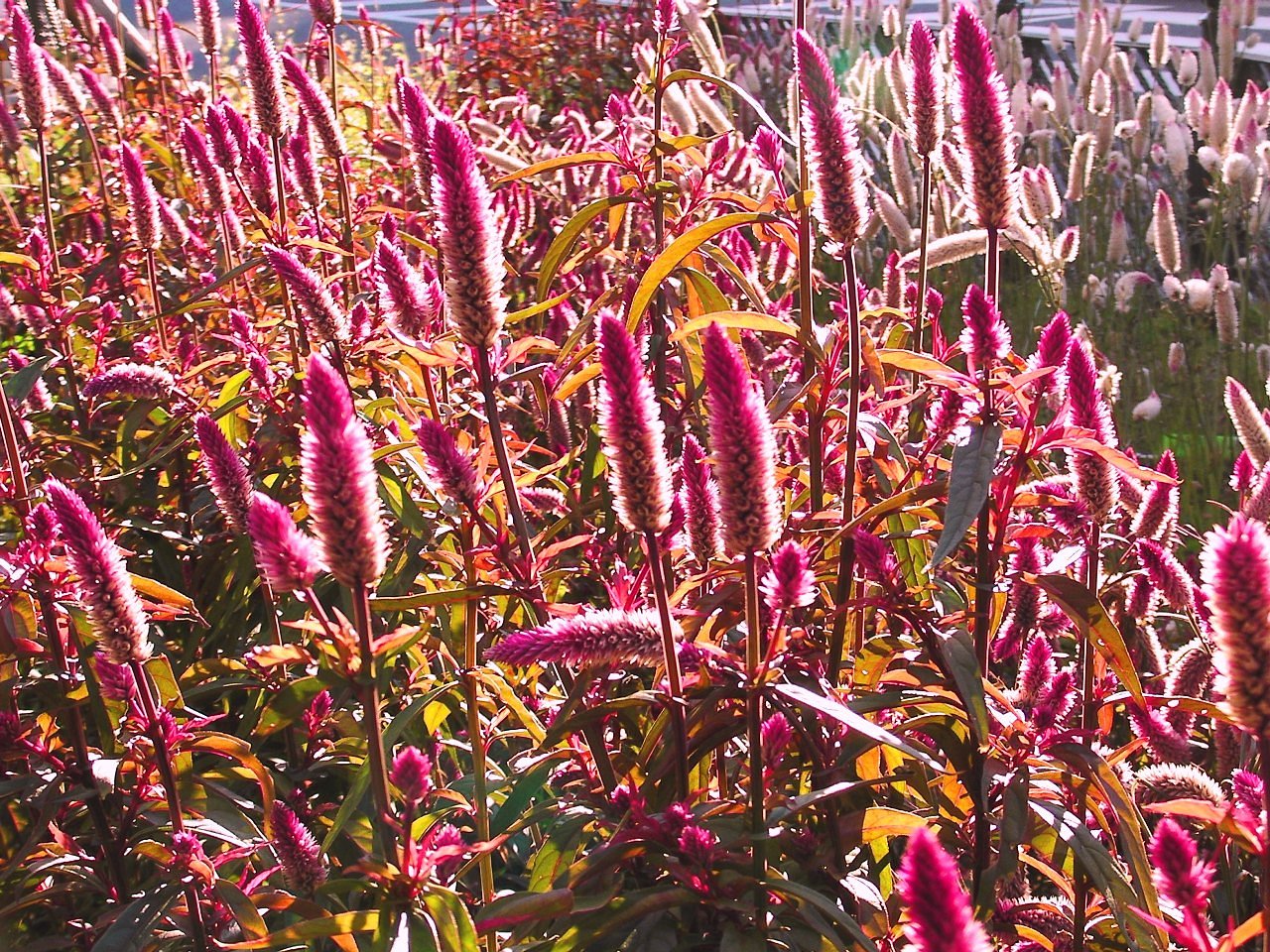 何の花？