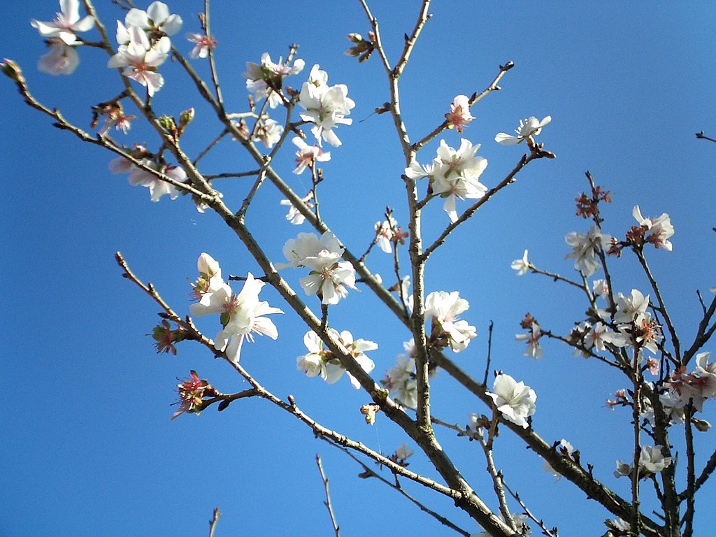 山のなかで見つけた桜