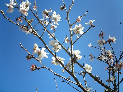 山のなかで見つけた桜