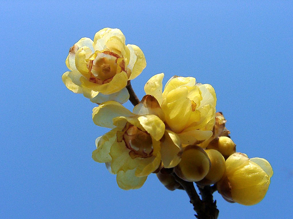 ●初春スケッチ-20 神代植物公園⑧