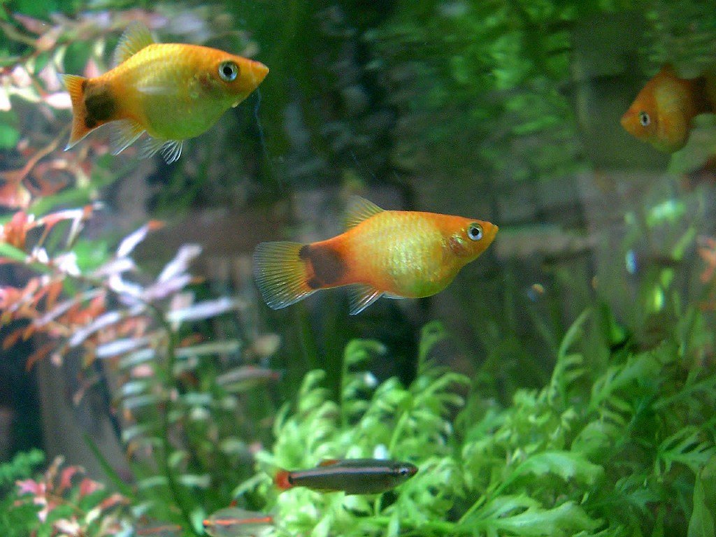 熱帯魚