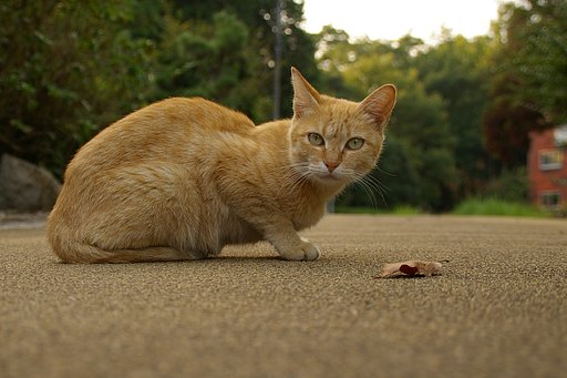 秋だにゃあ