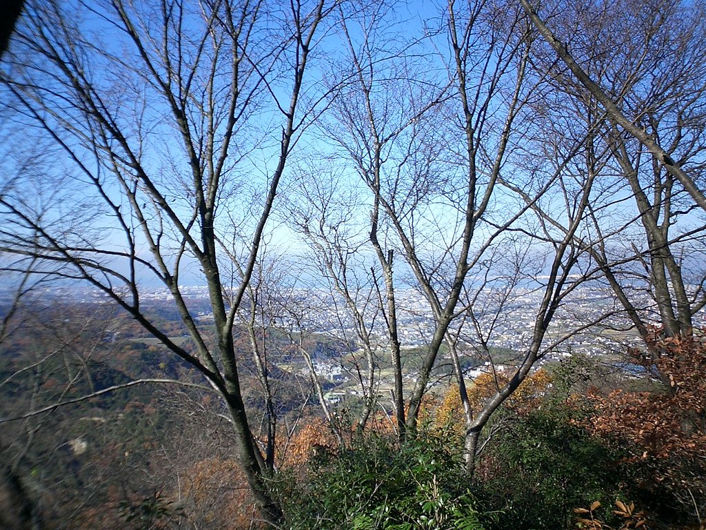 冬枯れ