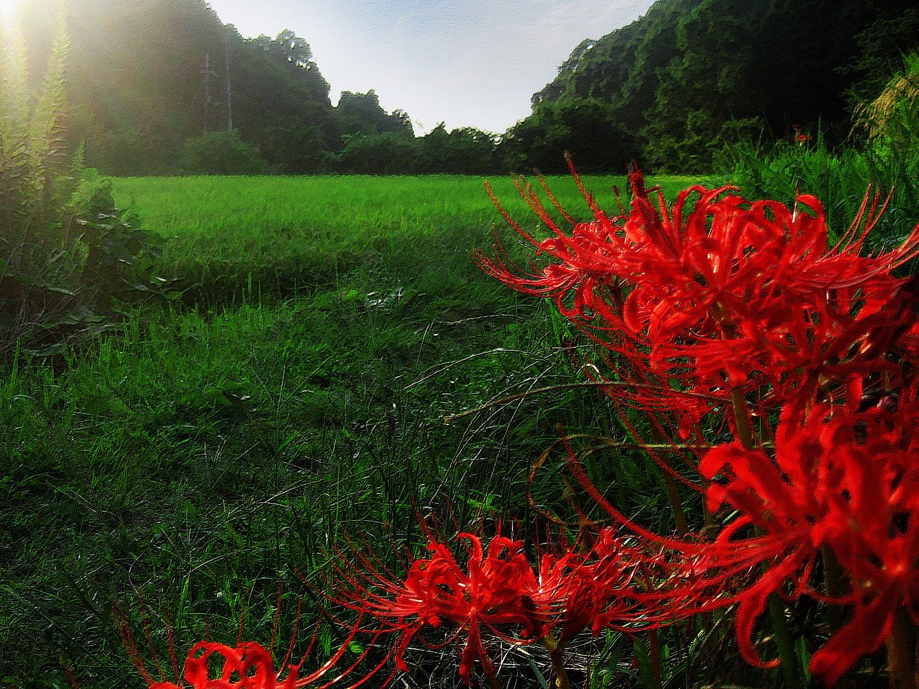 【秋影】彼岸花の絵画風Photo遊び