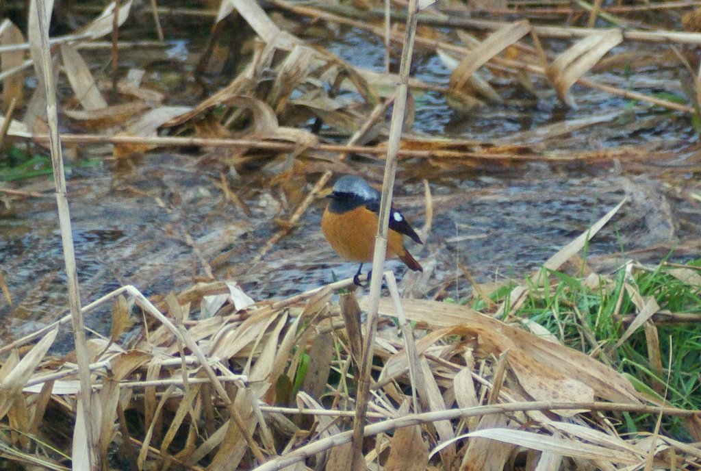 小川の水辺にいたジョウビタキ？