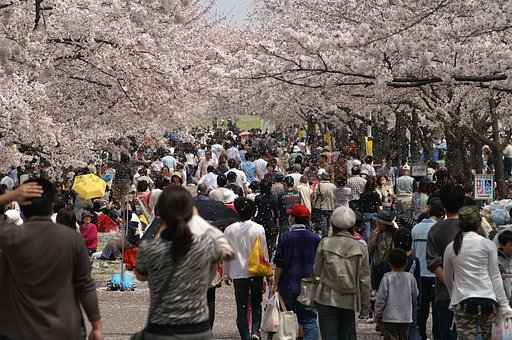 万博公園の桜