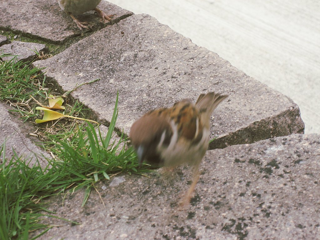 俺が行くっ！