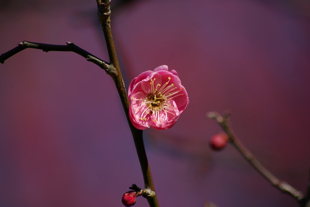 紅梅