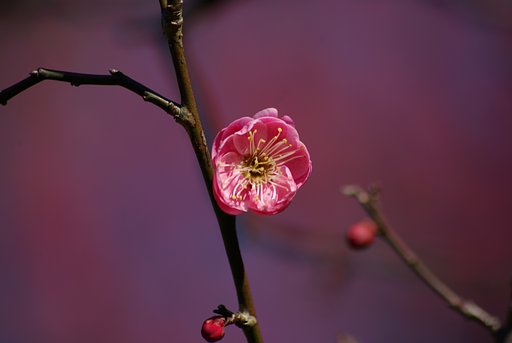 紅梅