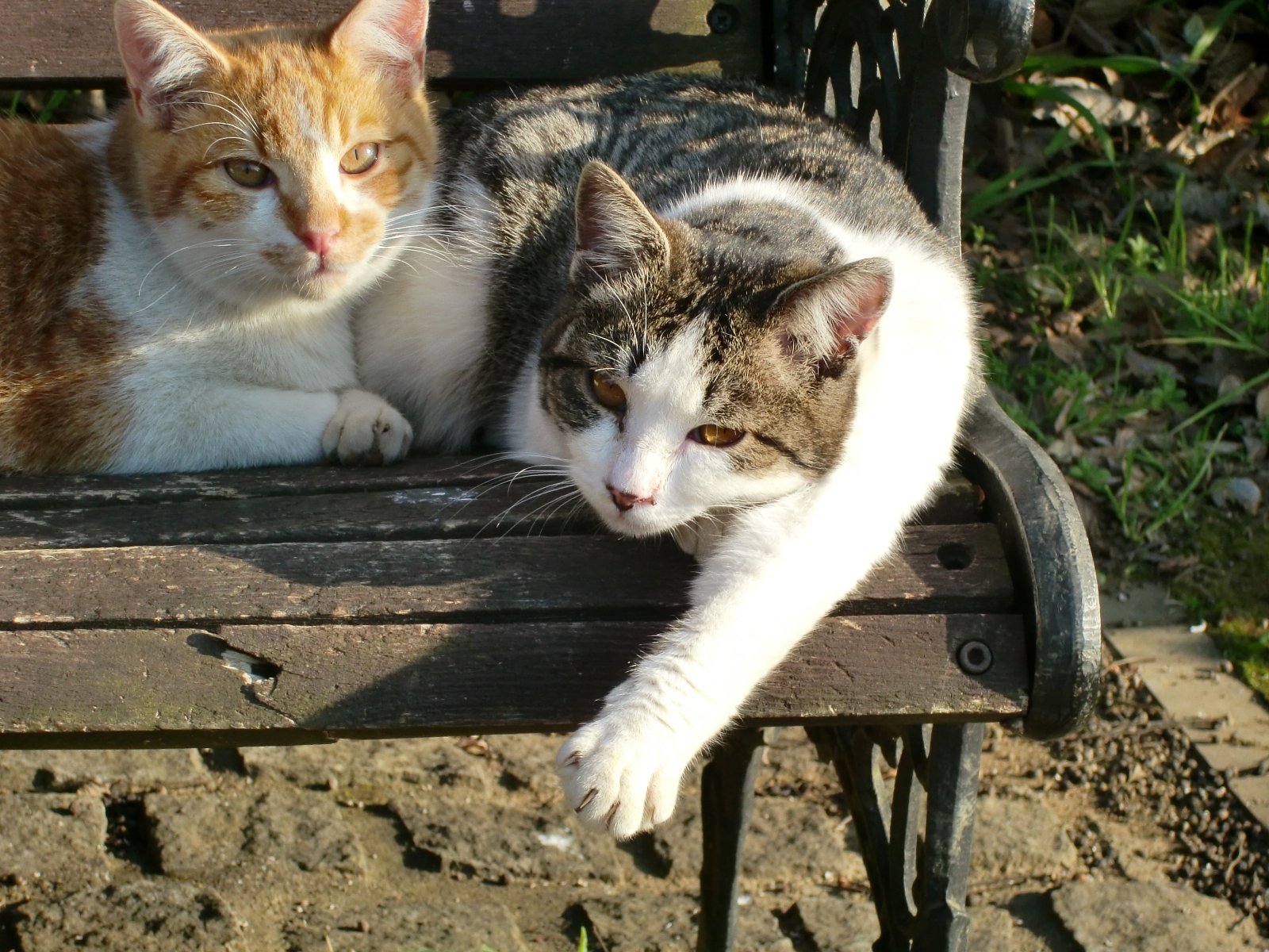 〜猫の手貸します〜