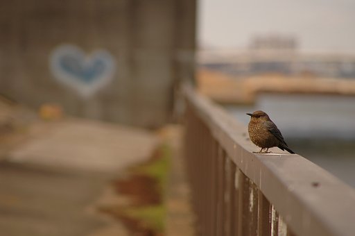 謎の鳥