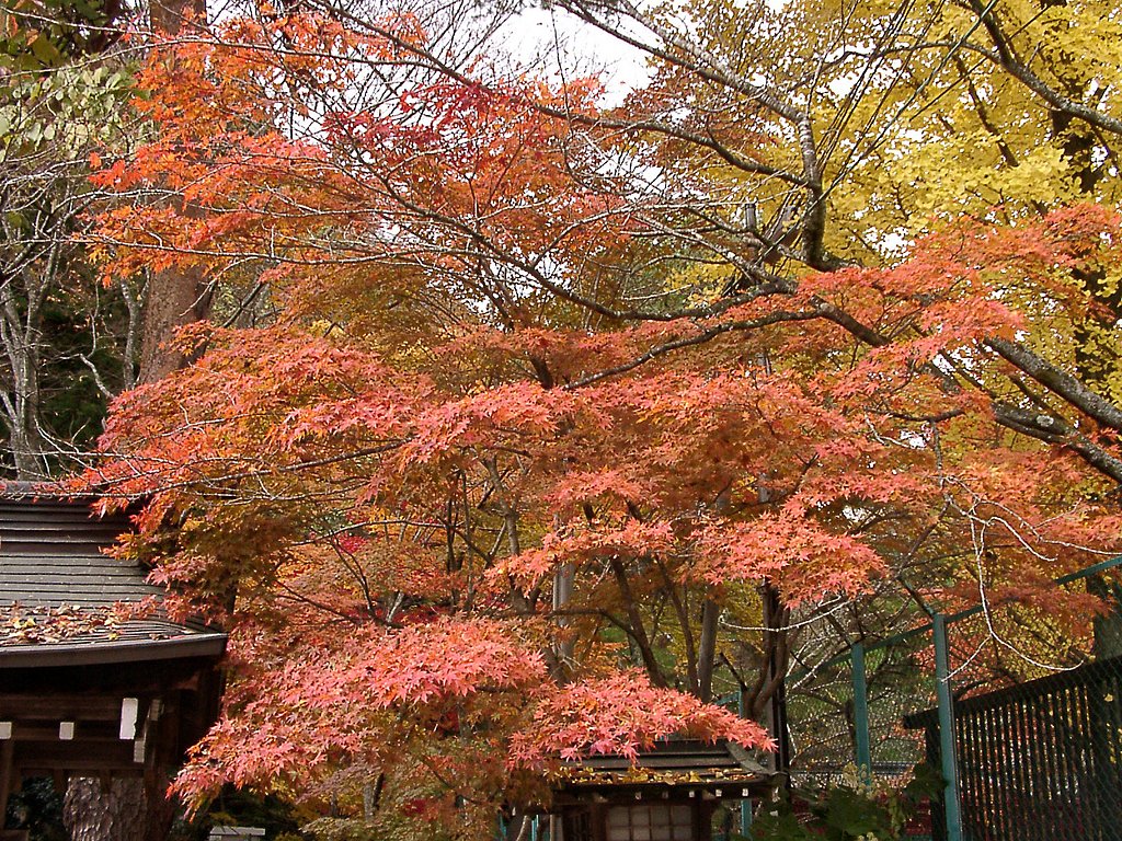 ◆紅葉スケッチ-03 仙台城跡③