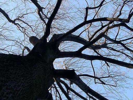 ●初春スケッチ-30 神代植物公園⑱