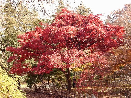 ◆紅葉スケッチ-51 神代植物公園⑪