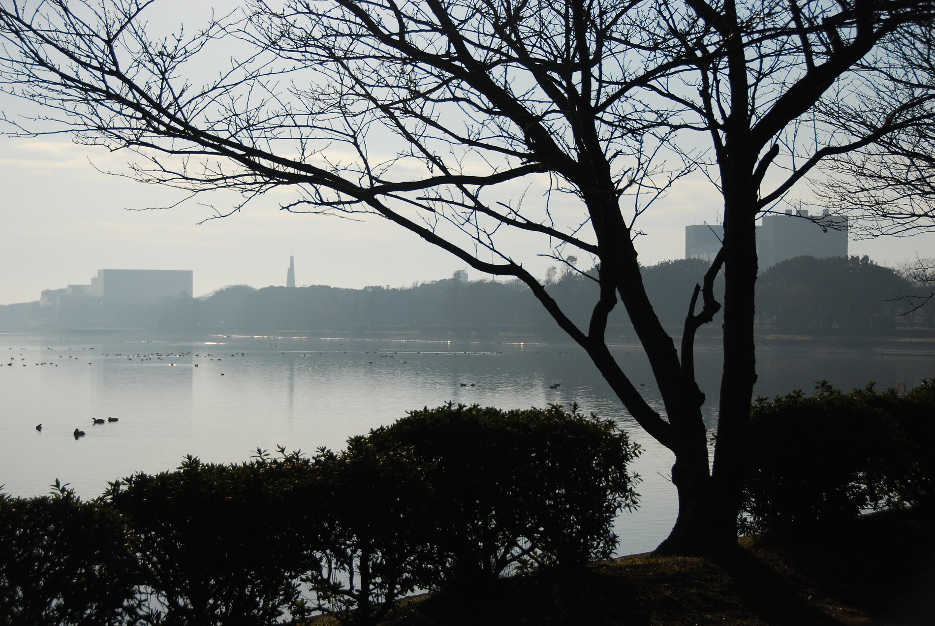 朝の公園