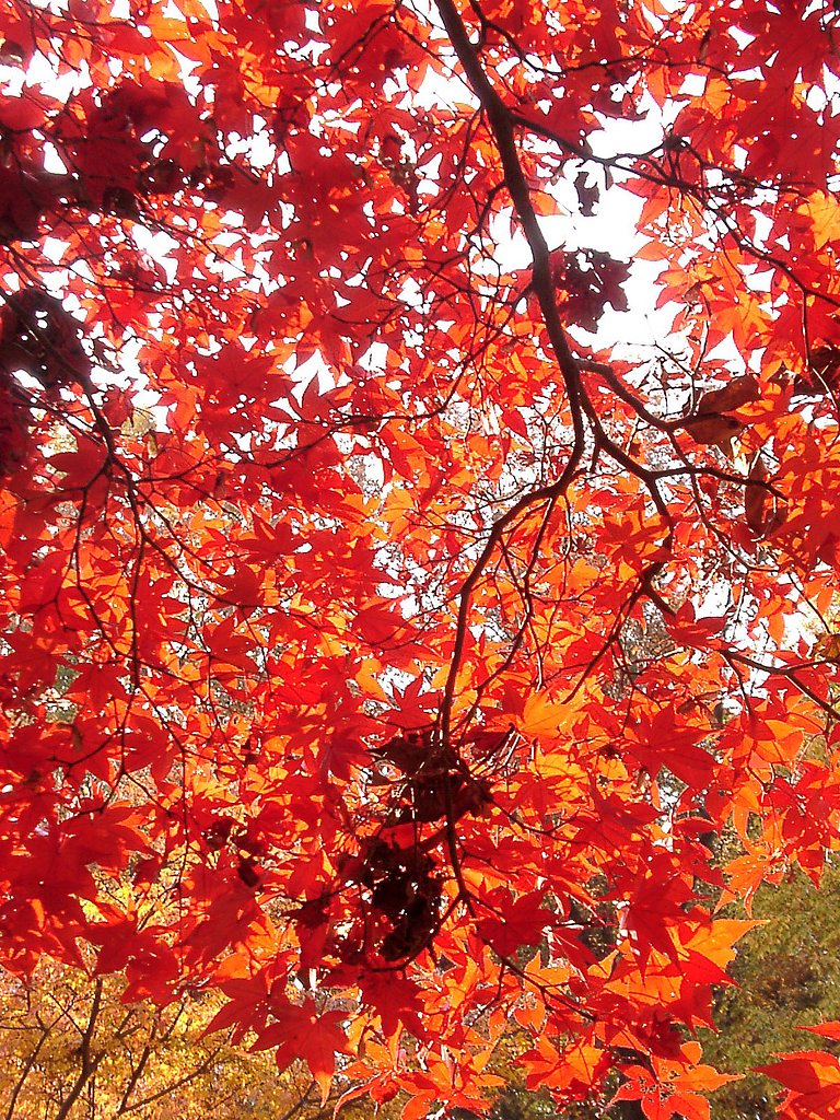 ◆紅葉スケッチ-53 神代植物公園⑬