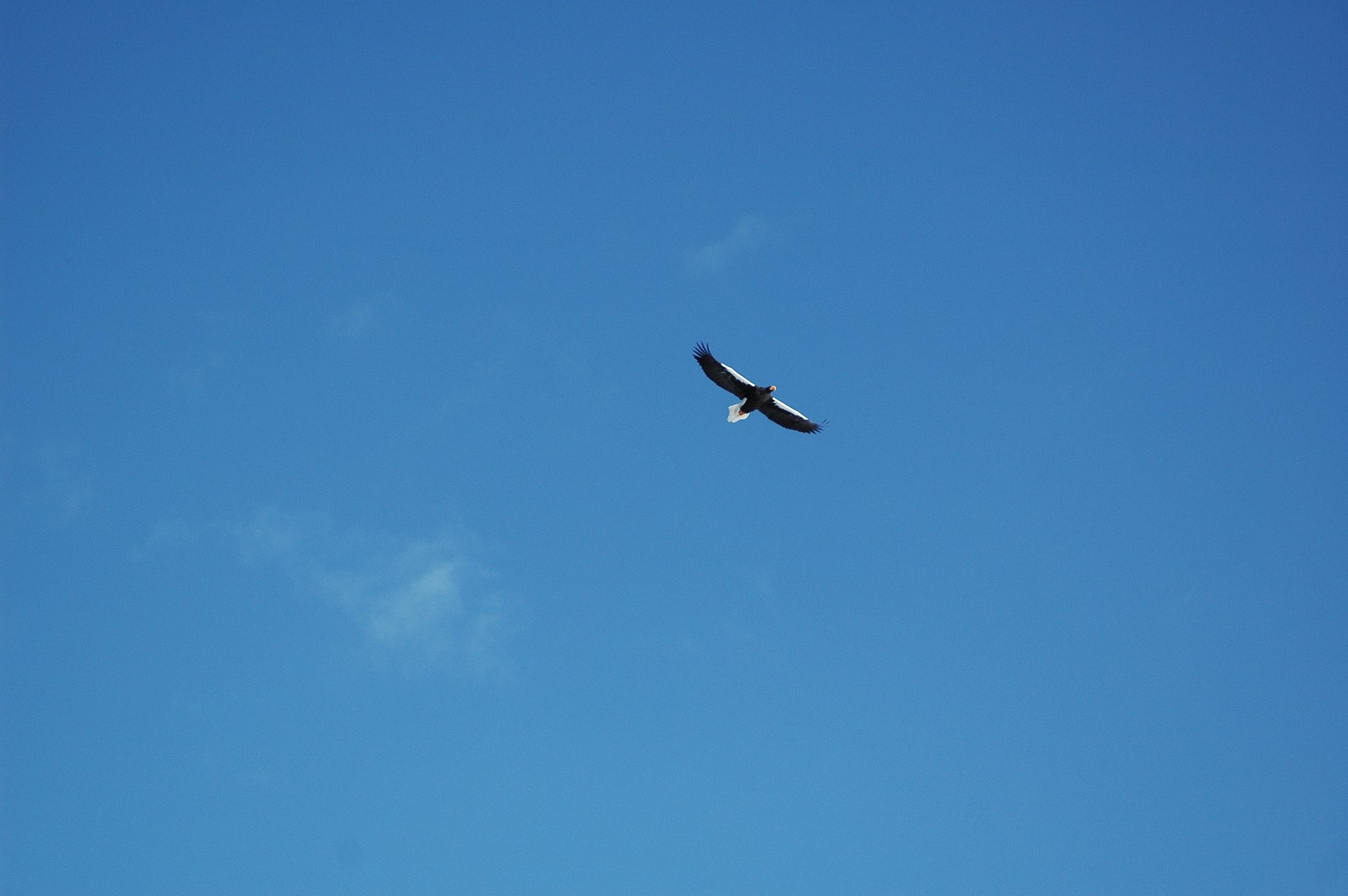 又も鳥にがした