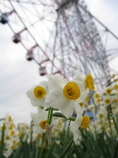 葛西臨海公園の水仙