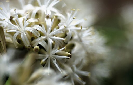 幸せの花、ドラセナ