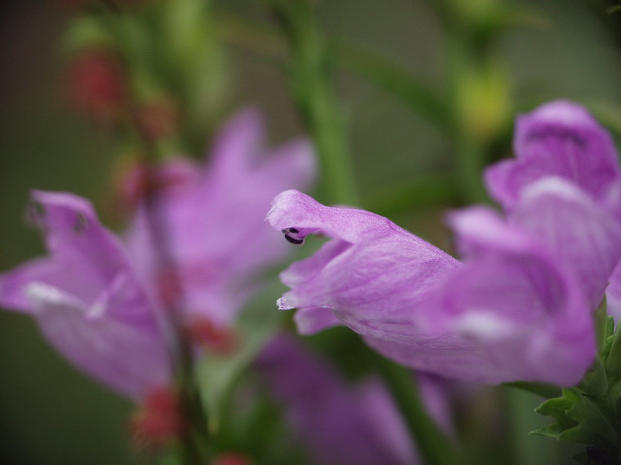 野草の花