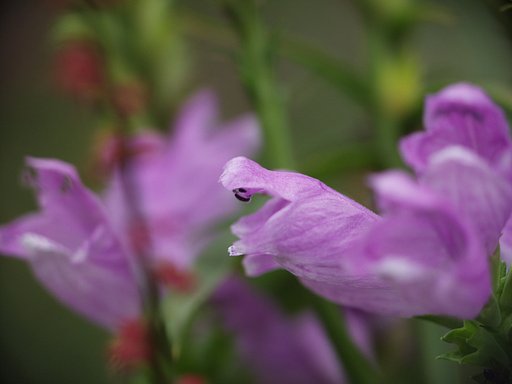野草の花