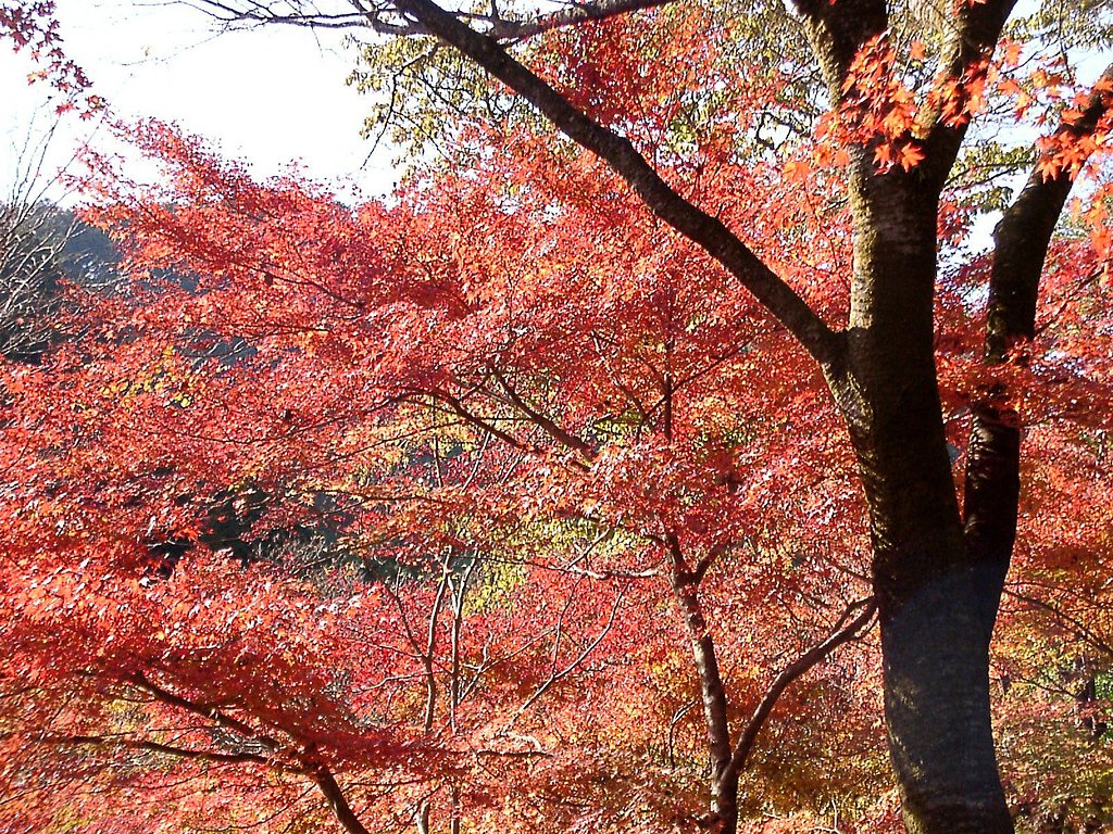 ◆紅葉スケッチ-10 高尾山⑥