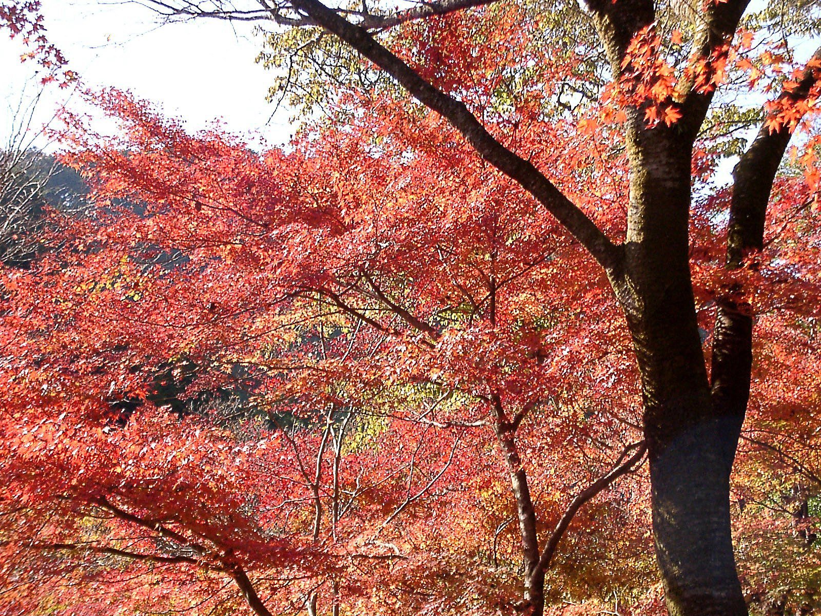 ◆紅葉スケッチ-10 高尾山⑥