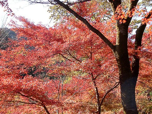 ◆紅葉スケッチ-10 高尾山⑥