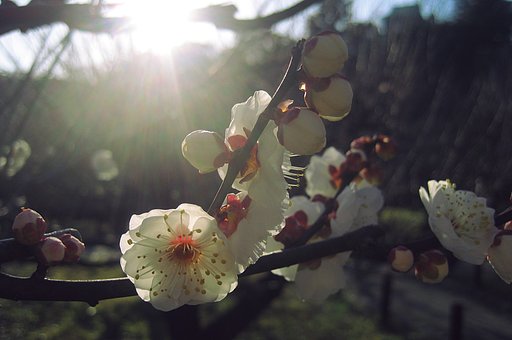 【トキメキの色】春ほのかに