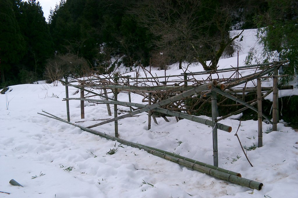 今日もキウイ畑に行ってました。
