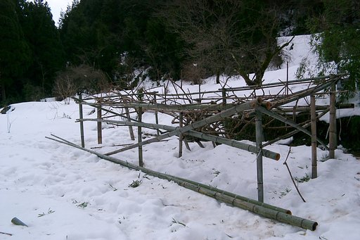 今日もキウイ畑に行ってました。