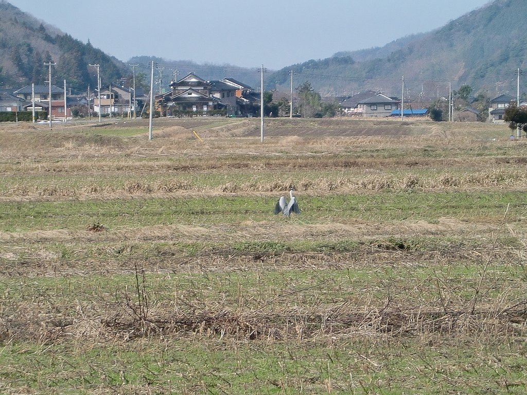 近くの田んぼで見かける蒼サギ