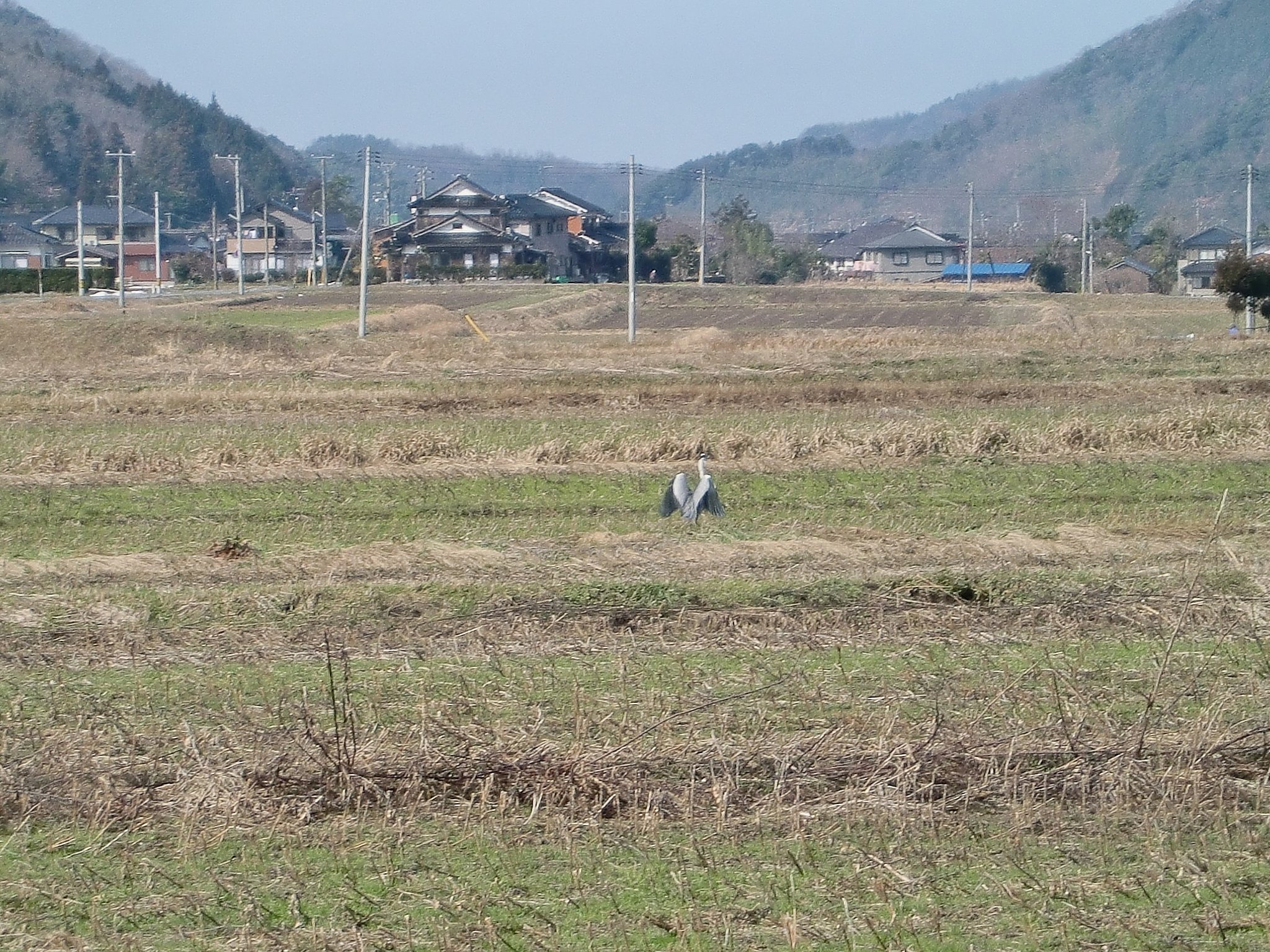 近くの田んぼで見かける蒼サギ