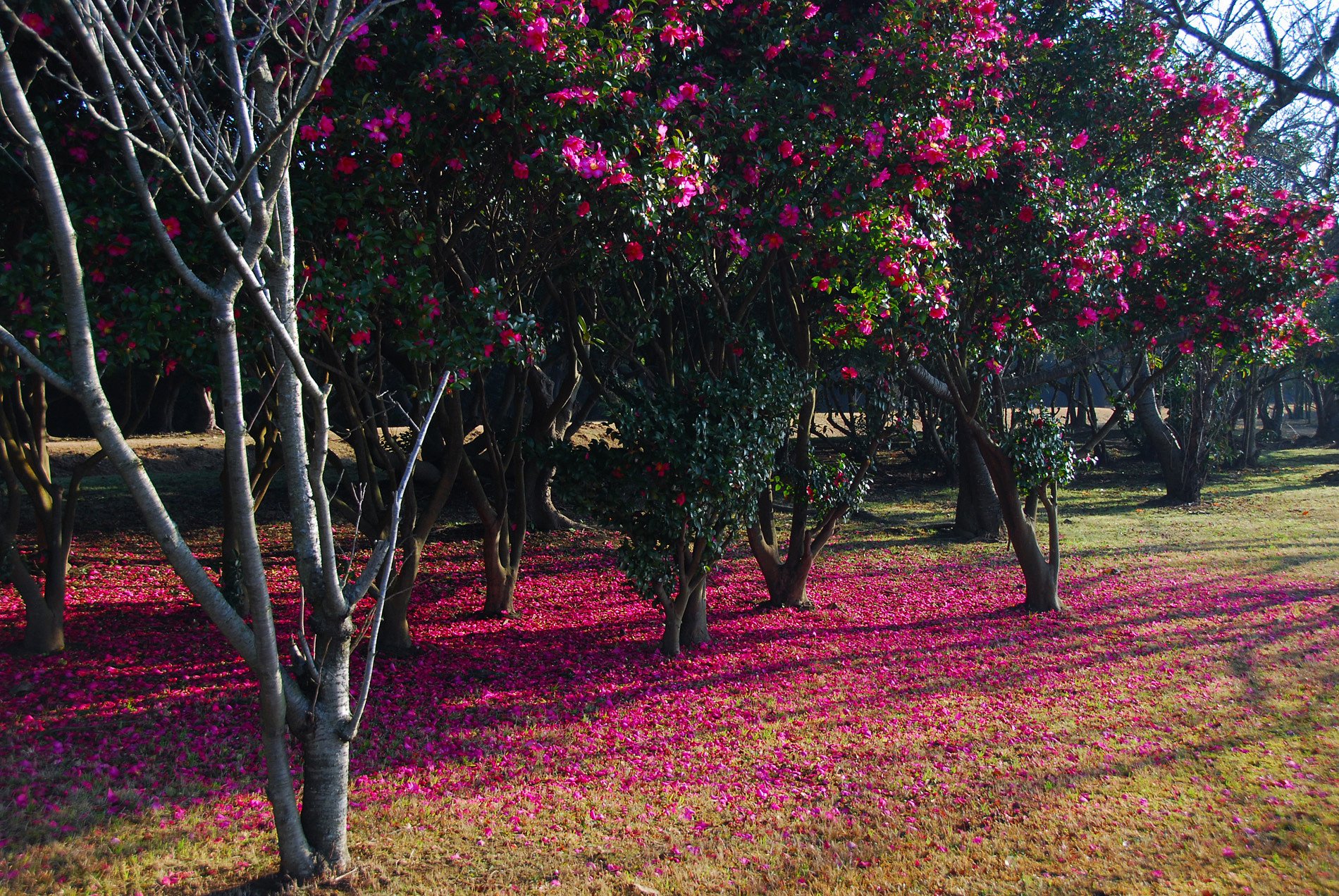 花びらの絨毯