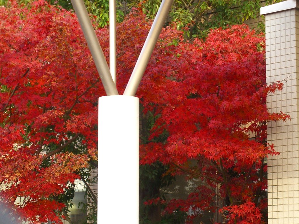 真紅のもみじ