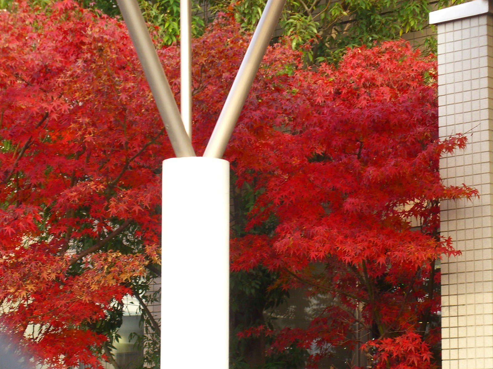 真紅のもみじ