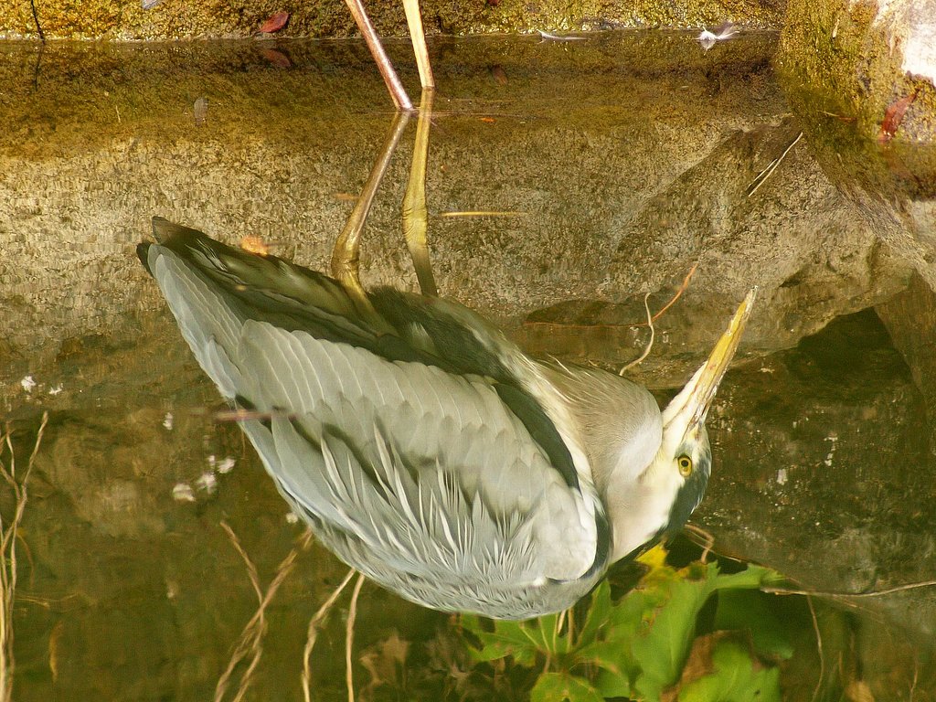 「池面に映る蒼鷺」
