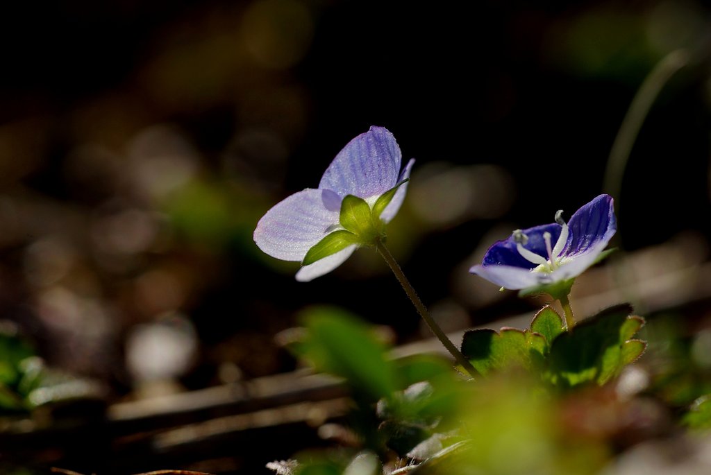 【自然】　Veronica persica