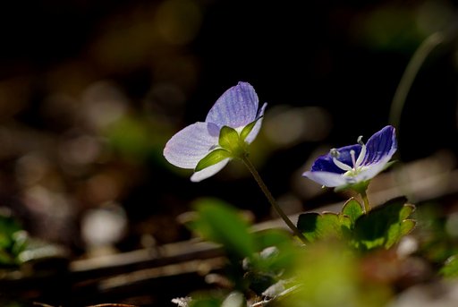 【自然】　Veronica persica