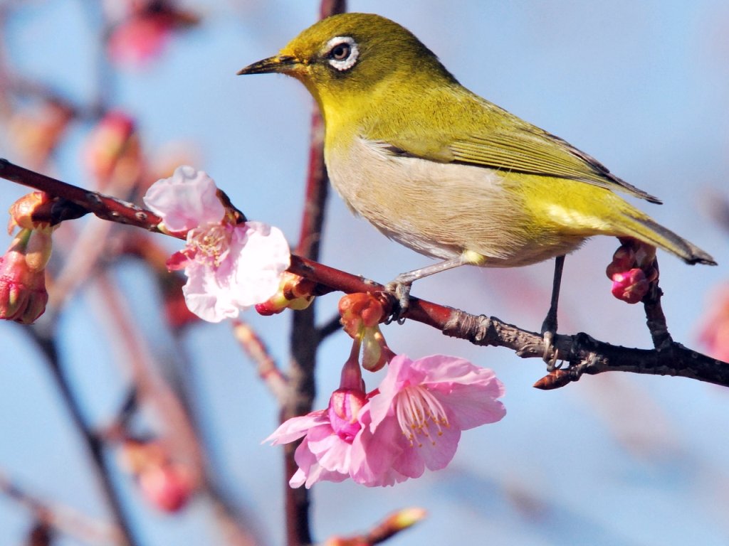 河津桜にメジロ